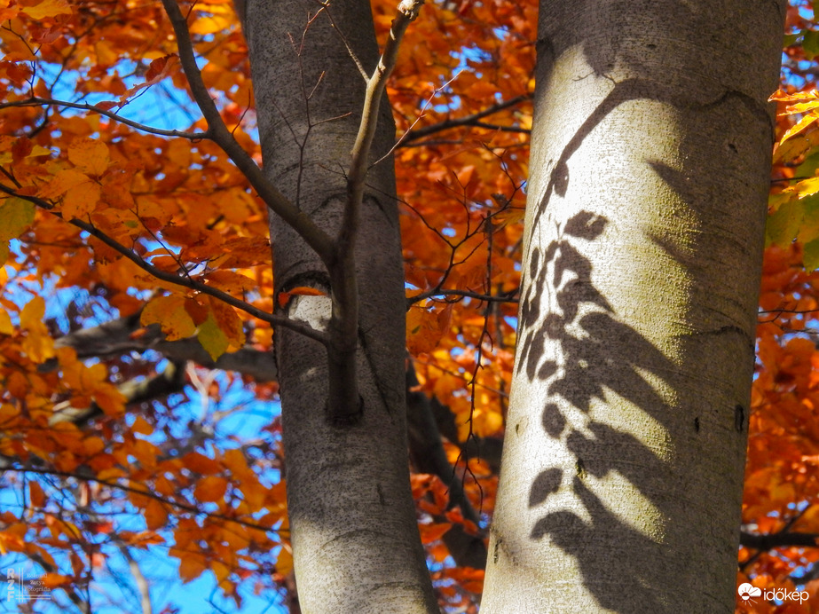 Jártamban, keltemben - erdőn, réten