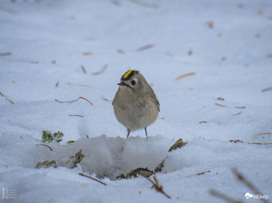 Téli madárles a tiszalöki arborétumban