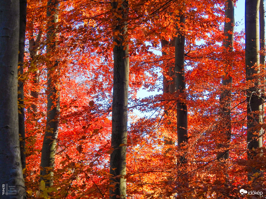 Jártamban, keltemben - erdőn, réten