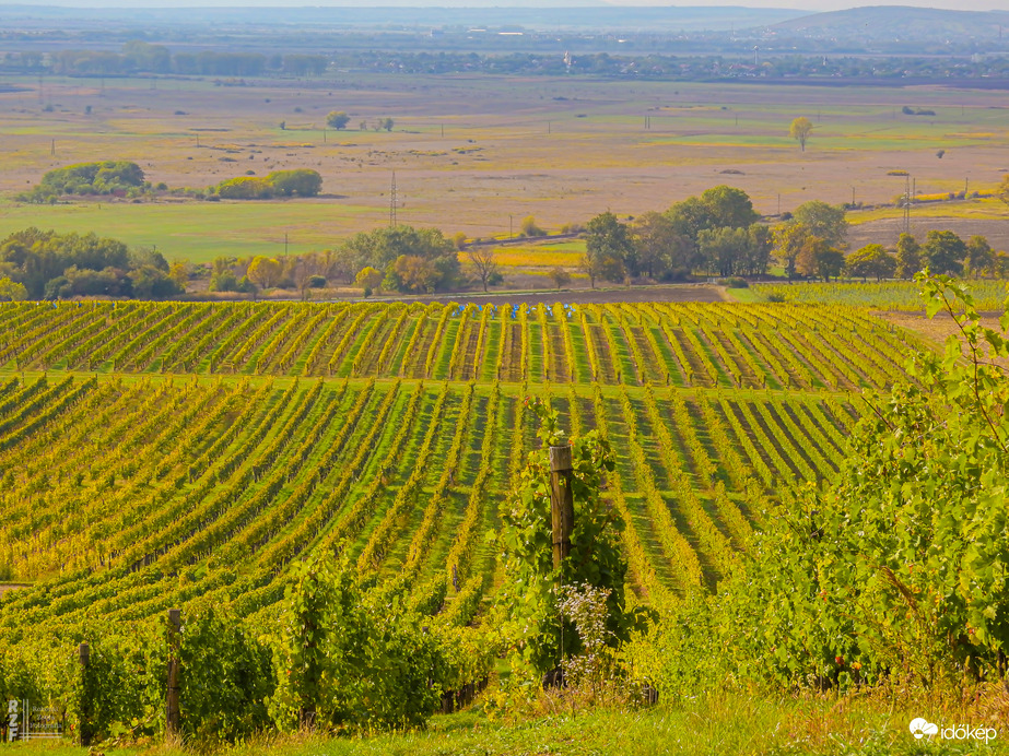 Aranyló fürtök között Tarcalon