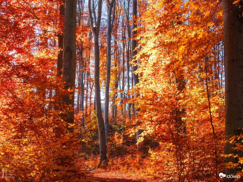 Jártamban, keltemben - erdőn, réten