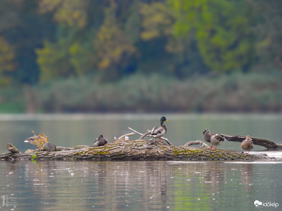 Őszi álom a tiszalöki Nagy-Tisza partján