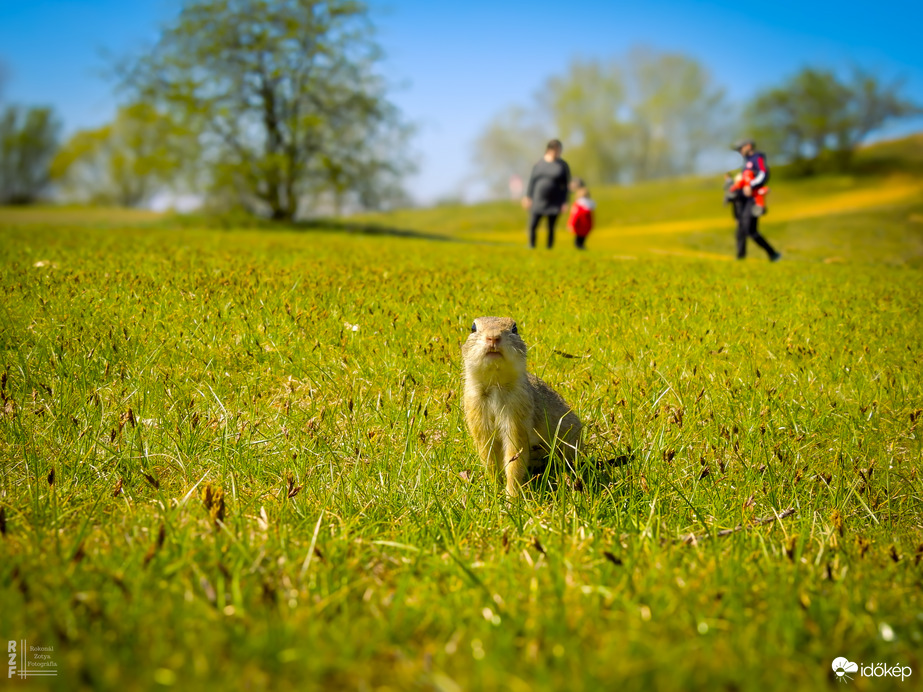 A tavaszi napsütés nemcsak minket csalt ki a szabadba – a Harangodi-tó partján ma tömegesen bukkantak elő az ürgék is!