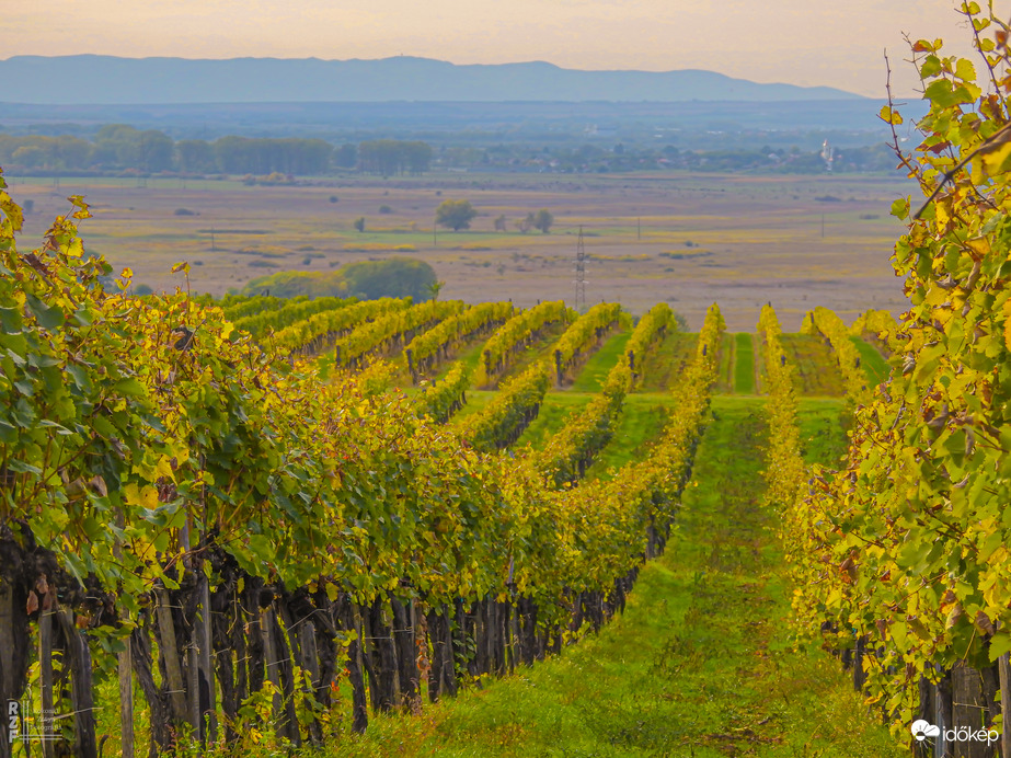Aranyló fürtök között Tarcalon