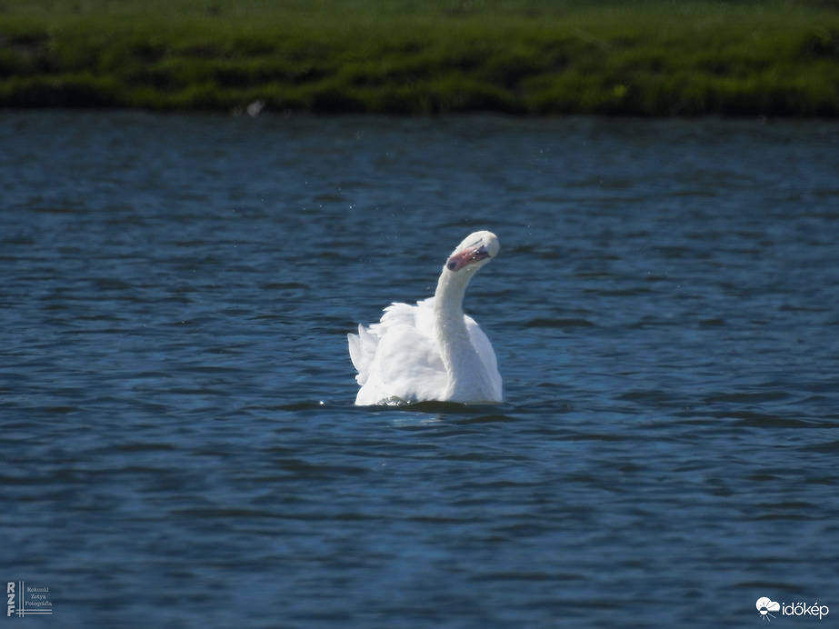 Megérkeztek a hattyúk Tiszalökre