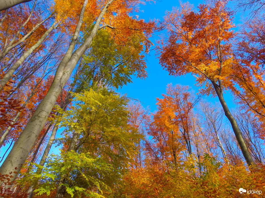 Jártamban, keltemben - erdőn, réten