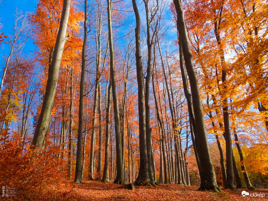 Jártamban, keltemben - erdőn, réten