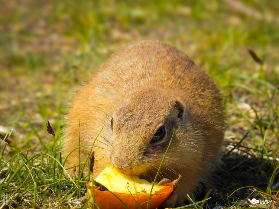 A tavaszi napsütés nemcsak minket csalt ki a szabadba – a Harangodi-tó partján ma tömegesen bukkantak elő az ürgék is!