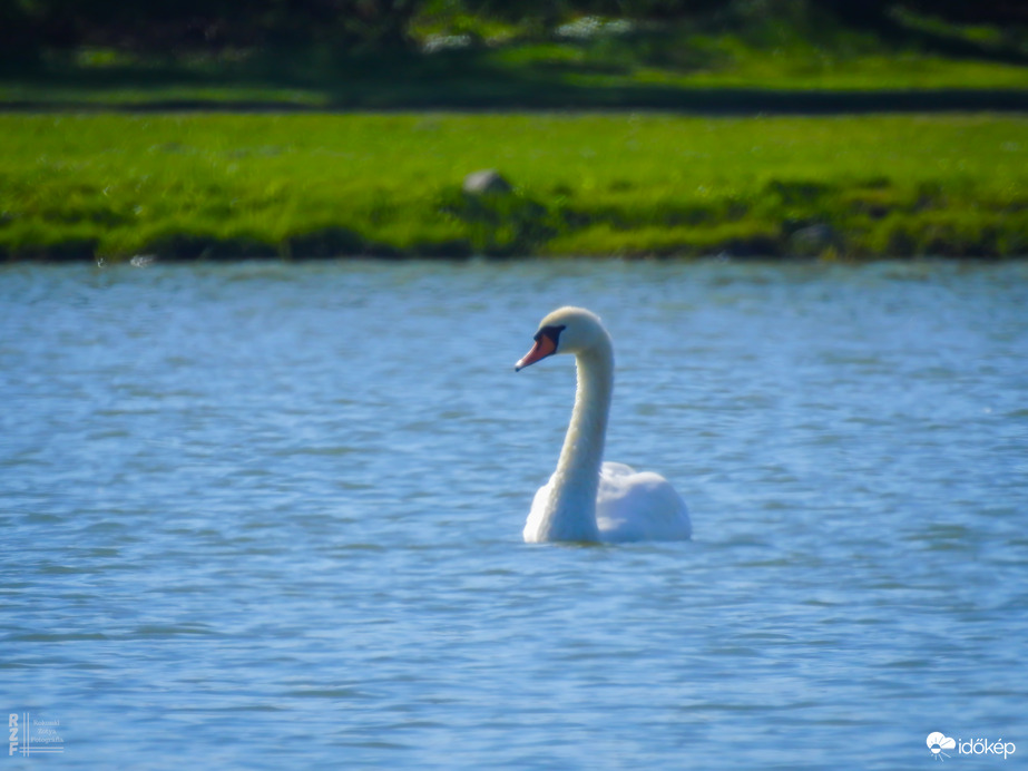 Megérkeztek a hattyúk Tiszalökre