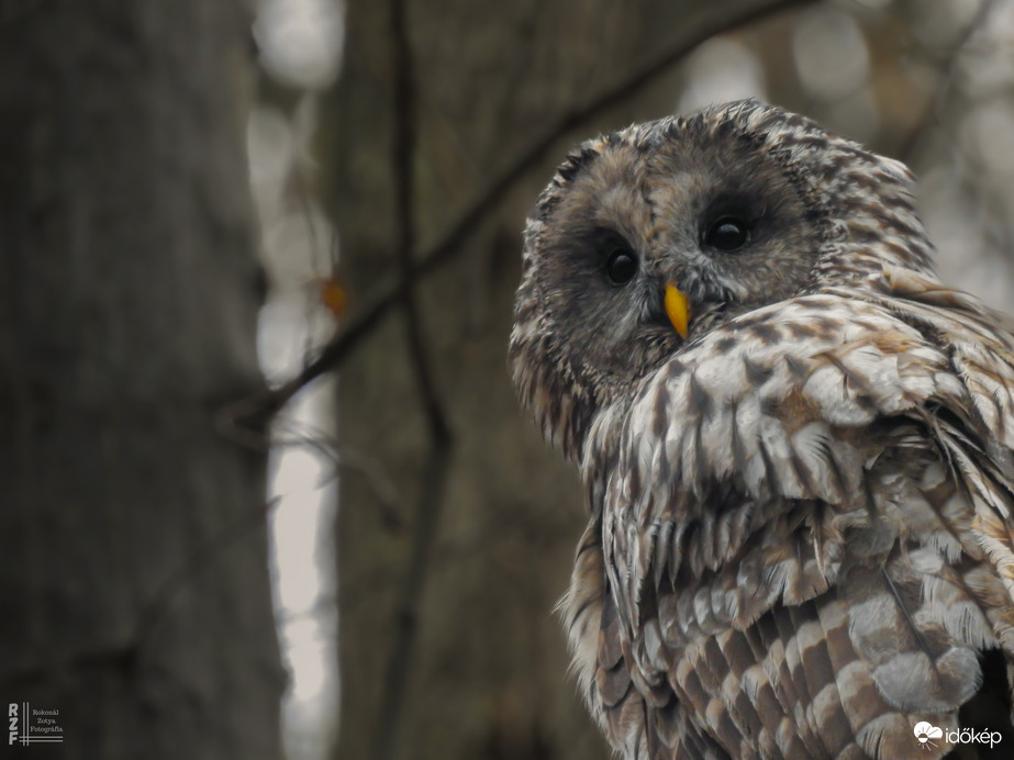 Találkozás az uráli bagollyal