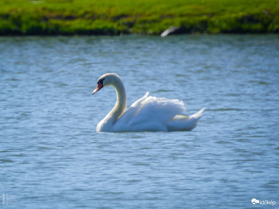 Megérkeztek a hattyúk Tiszalökre