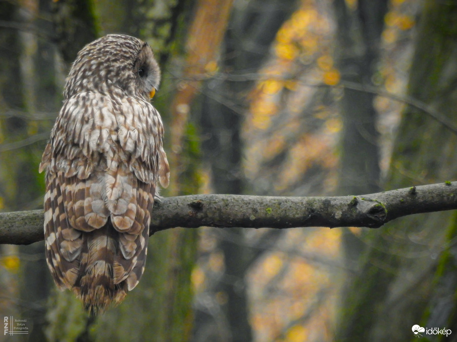 Találkozás az uráli bagollyal
