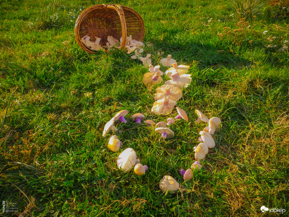 A természet lüktetése: LILATÖNKŰ PERESZKE