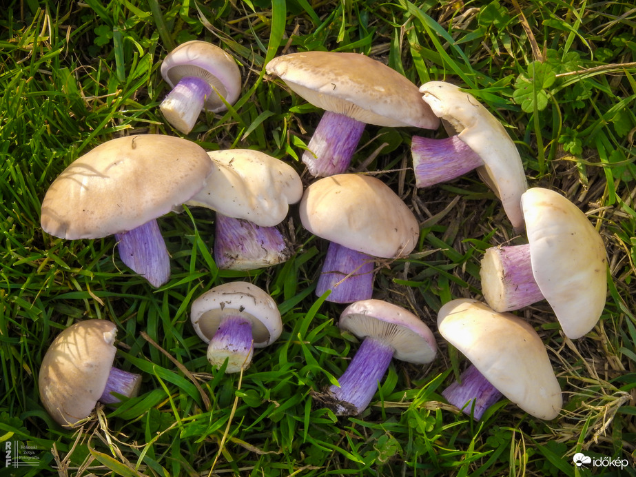 Lilatönkű pereszke