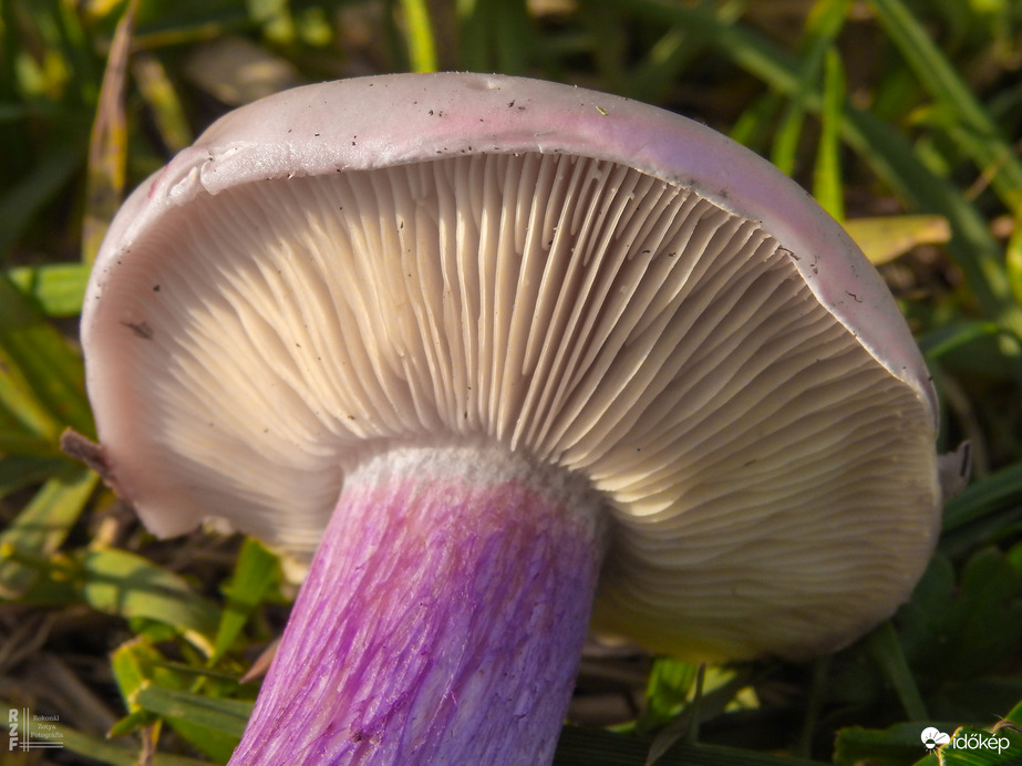 Lilatönkű pereszke