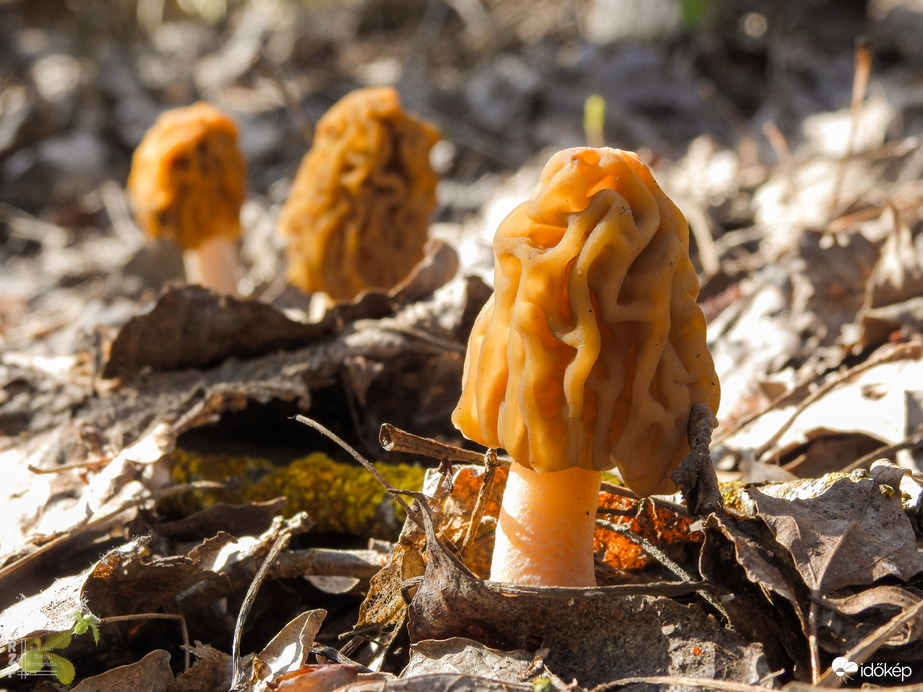 Ízletes kucsmagomba