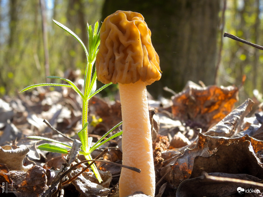 Ízletes kucsmagomba