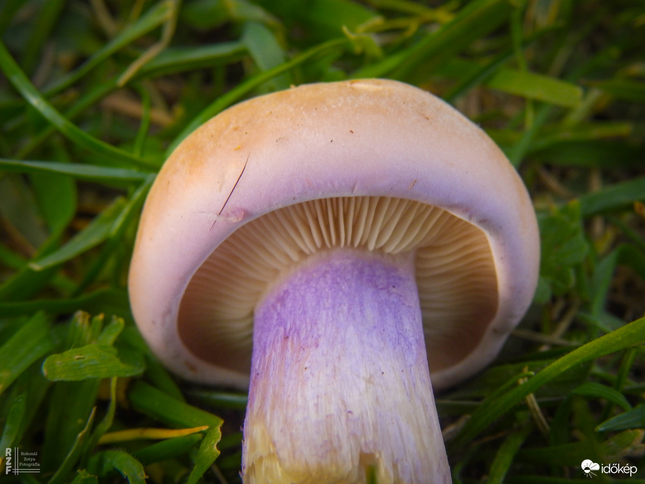 Lilatönkű pereszke