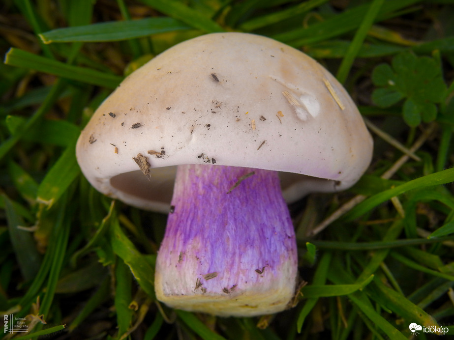 Lilatönkű pereszke