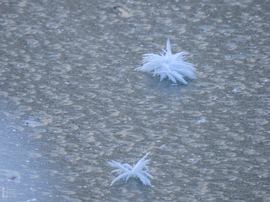 Nem mindennapi fagyvirágok nyílnak a Kis-Tiszán