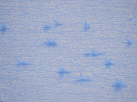 Nem mindennapi fagyvirágok nyílnak a Kis-Tiszán