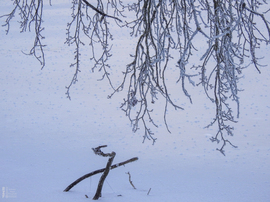 Nem mindennapi fagyvirágok nyílnak a Kis-Tiszán