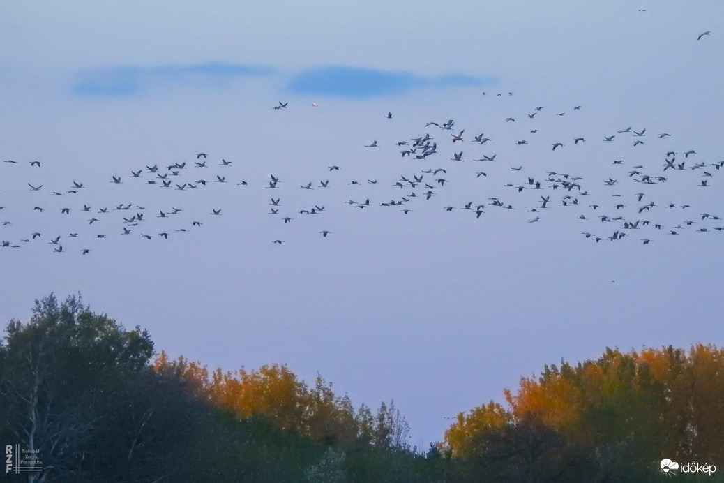 Több százezer daru vonulását figyeltem a Hortobágyon