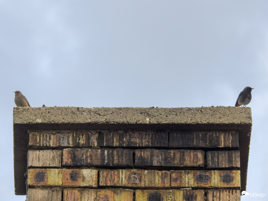 Házi rozsdafarkú feleség és férj haragban, mint egy jó házasságban