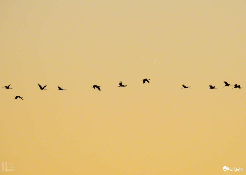 Több százezer daru vonulását figyeltem a Hortobágyon
