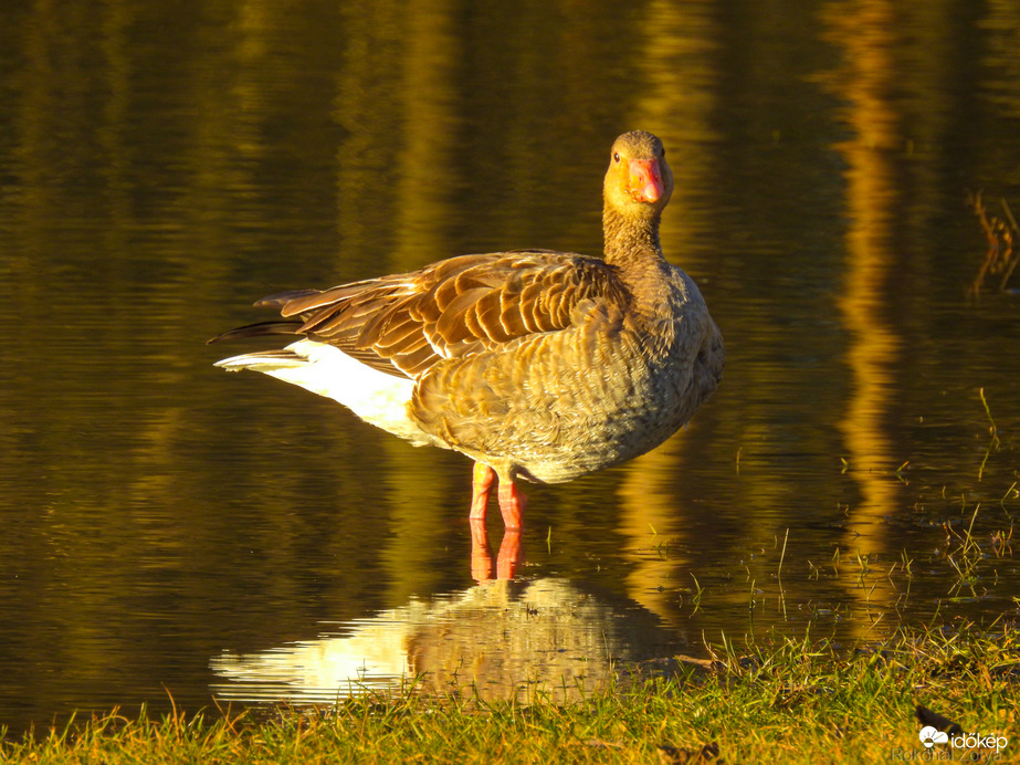 Tiszalök