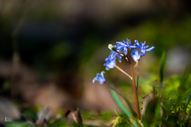 Boldog Nőnapot kívánok előre minden Időképnél dolgozó hölgynek és olvasónak!
