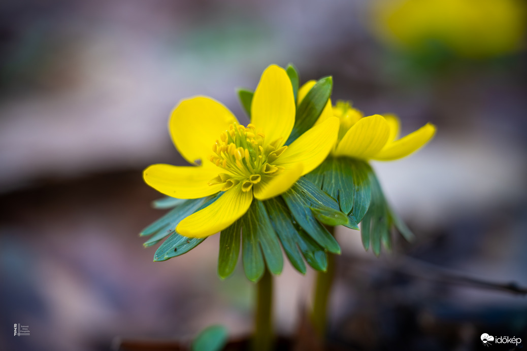 A téltemető már kibújt… vajon ez a tavasz jele?