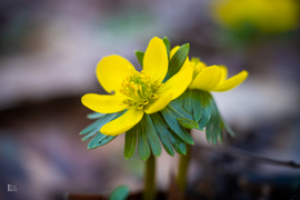 A téltemető már kibújt… vajon ez a tavasz jele?