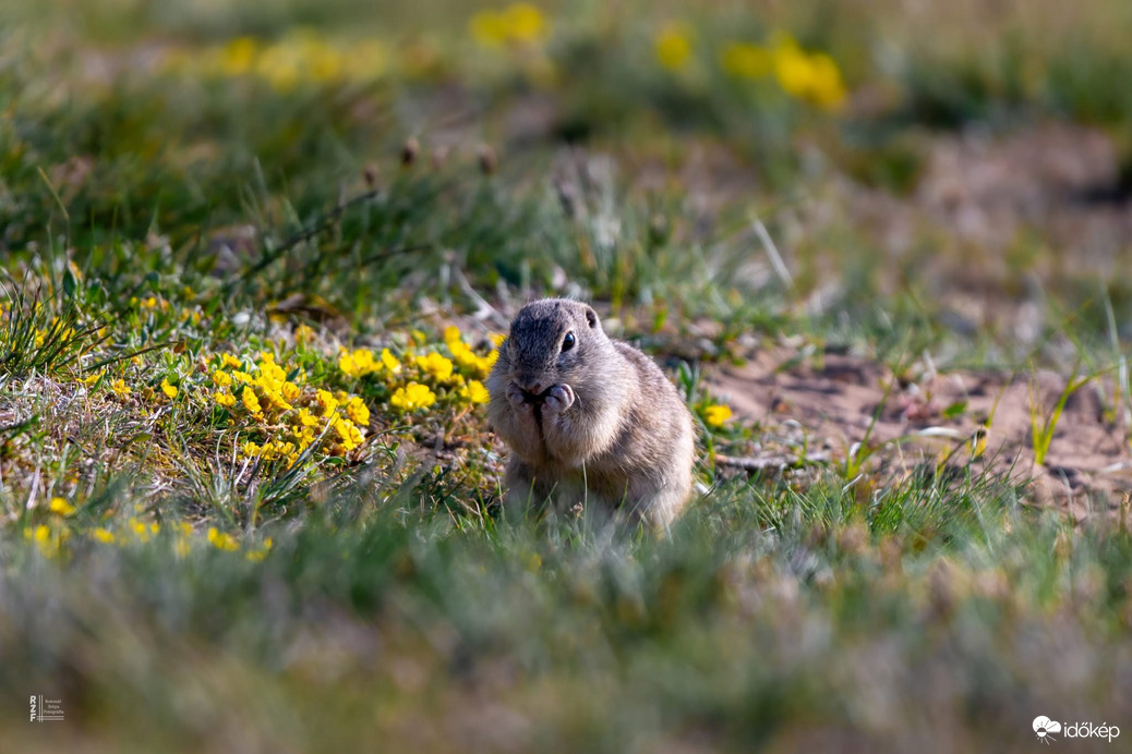 Harangod is beharangozta: történelmi ürge pillanatok