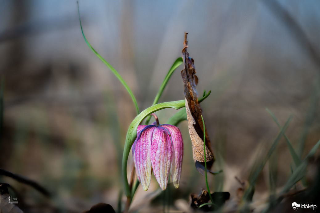 Mocsári kockásliliom