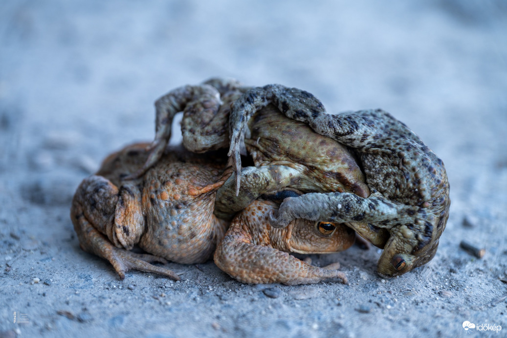 Varangy nász szerelmi háromszöge