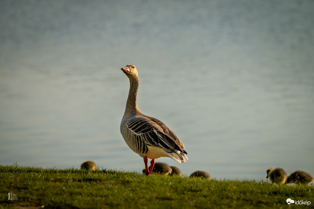 Hat apró csoda a vízen
