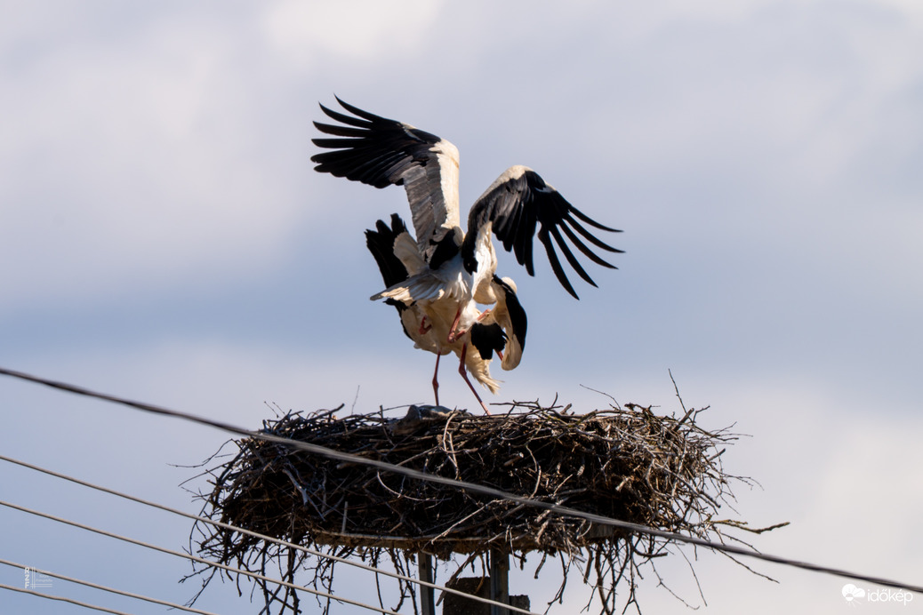 Úton a következő fehér gólya generáció