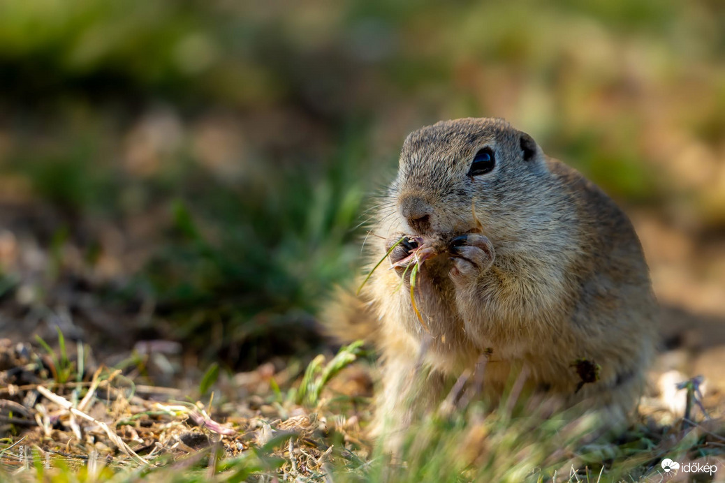 Harangod is beharangozta: történelmi ürge pillanatok