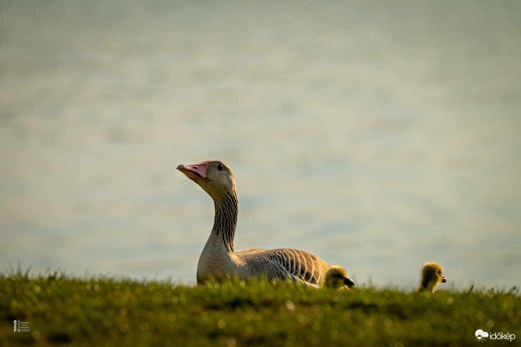 Hat apró csoda a vízen