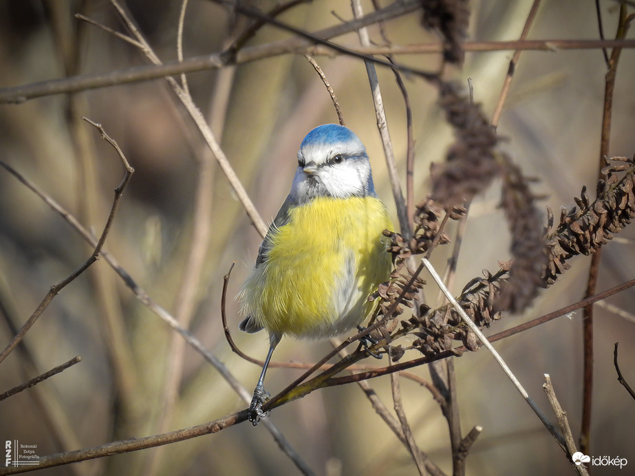 Pufóka kék nindzsa