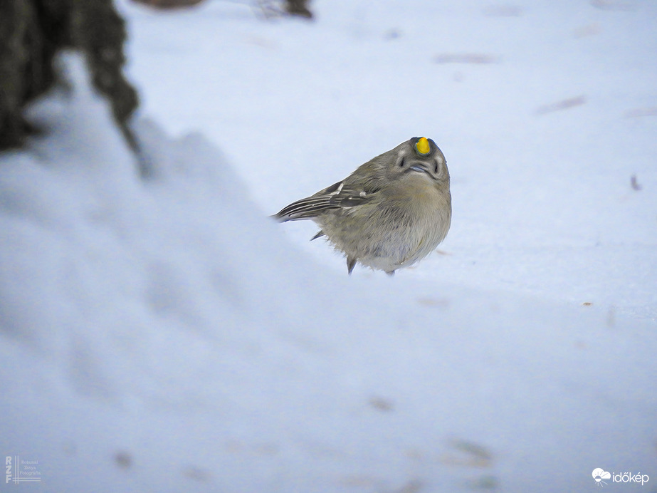 Téli madárles a tiszalöki arborétumban