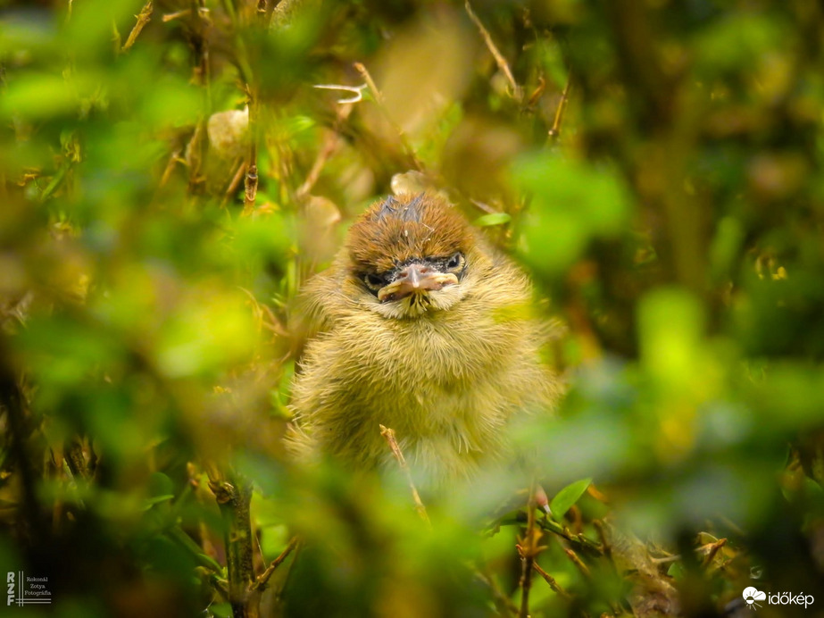 Még pelyhes, de már repül – ügyes kis veréb fióka! 