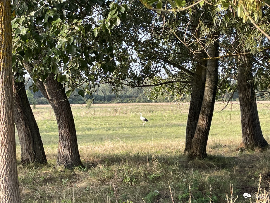 Ez a gólya még itt maradt Tiszalökön 