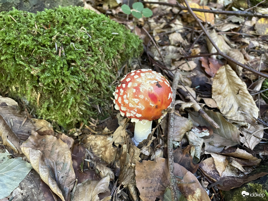 Mesegomba