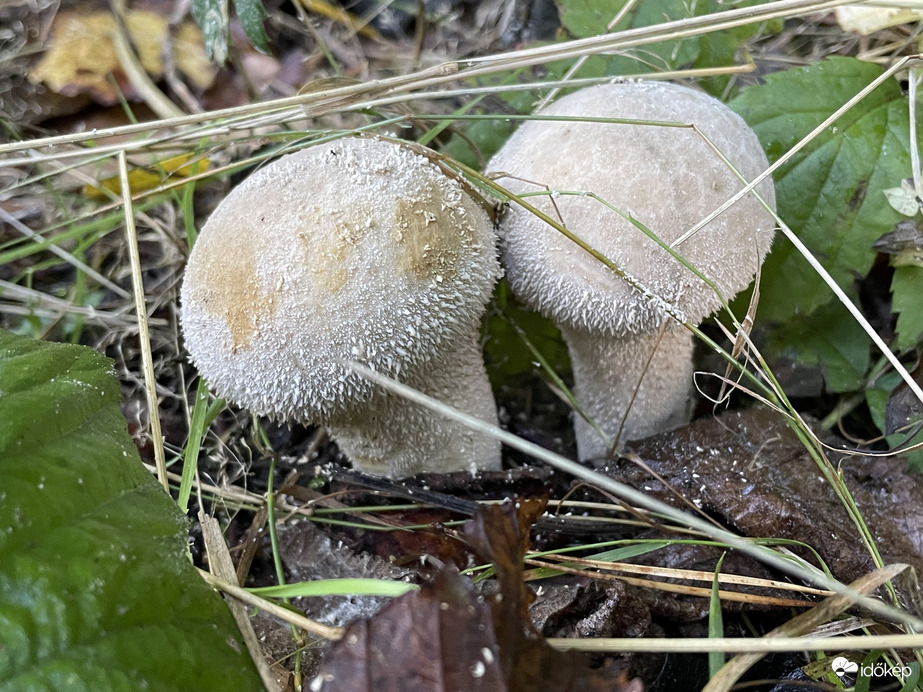 Bimbós pöfeteg