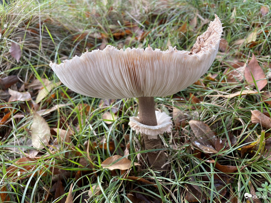 Őzláb sombrero