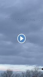 Darvak téli vonulása, Tiszalök