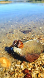 Dunai kagyló a napfényben