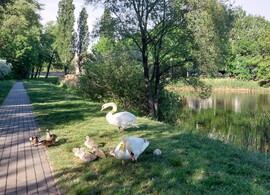 Győr